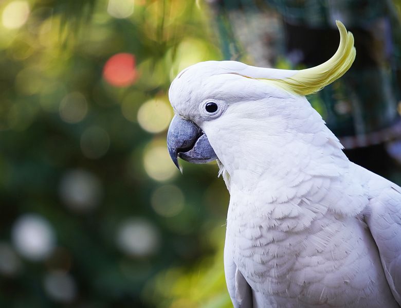 Cacatoes Blanc