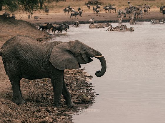 Éléphant qui s'abreuve dans le parc national de Tarangire