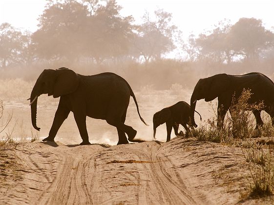 Famille d'éléphants - Tanzanie