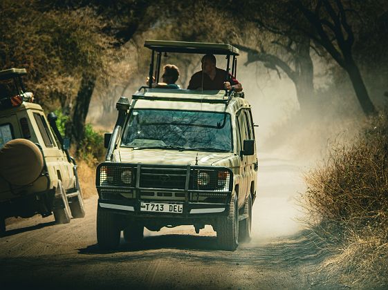 Véhicules avec chauffeurs guides dans le parc national du lac Manyara