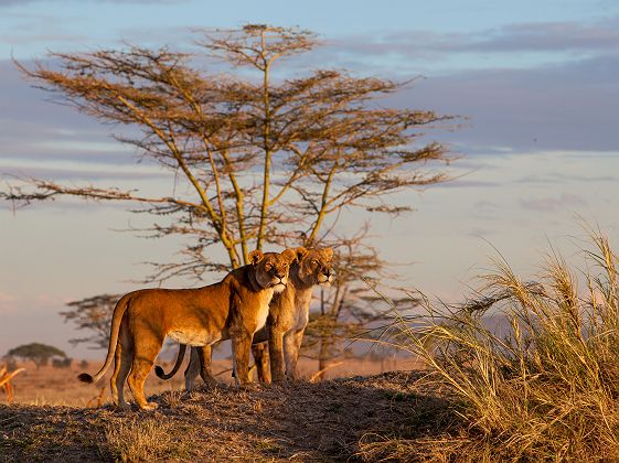 Lionnes au coucher du soleil dans le cratère du Ngorongoro