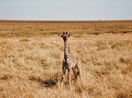Girafon dans le parc national du Serengeti