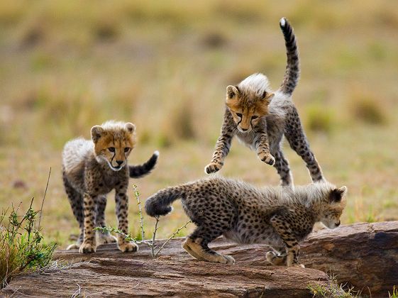 Petits guépards jouant ensembles dans la savane du Serengeti