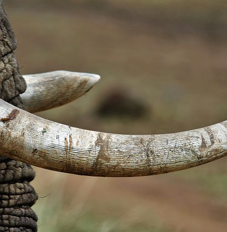 Défense d'un éléphant en Afrique