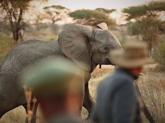 Kichaka Camp - safari à pied