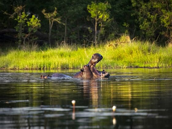 Hippopotame - Botswana