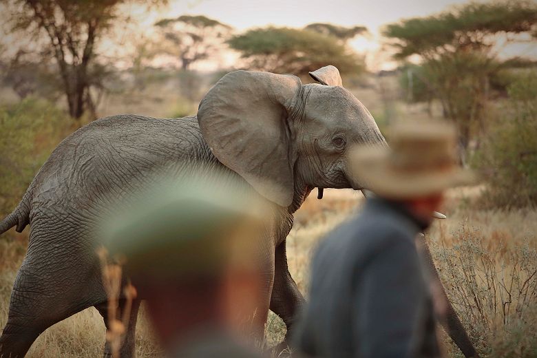 Kichaka Camp - safari à pied