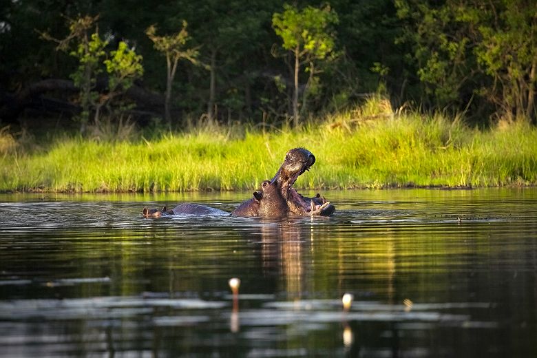 Hippopotame - Botswana