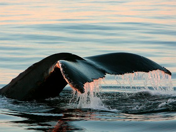 Queue de baleine