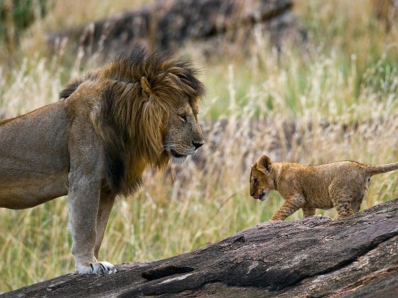 Lion avec un lionceau