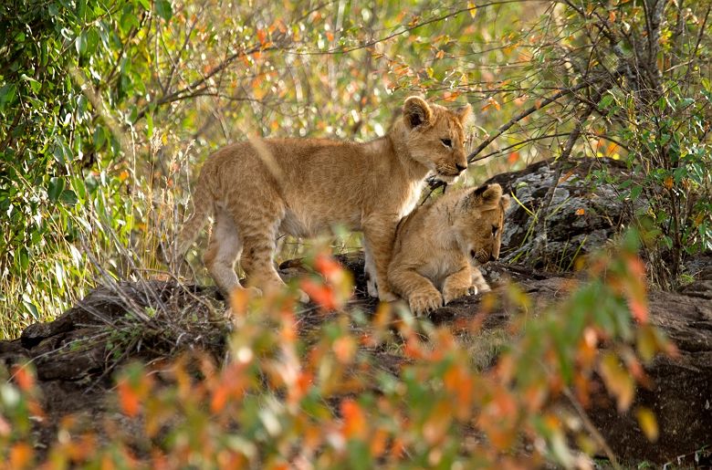 Lionceaux