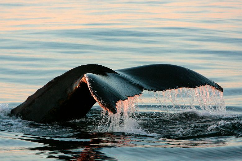 Queue de baleine