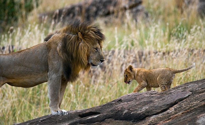 Lion avec un lionceau
