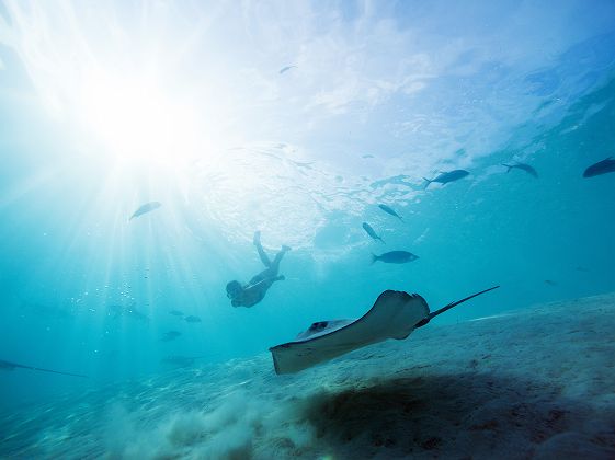 Raie à Moorea_tahititourisme