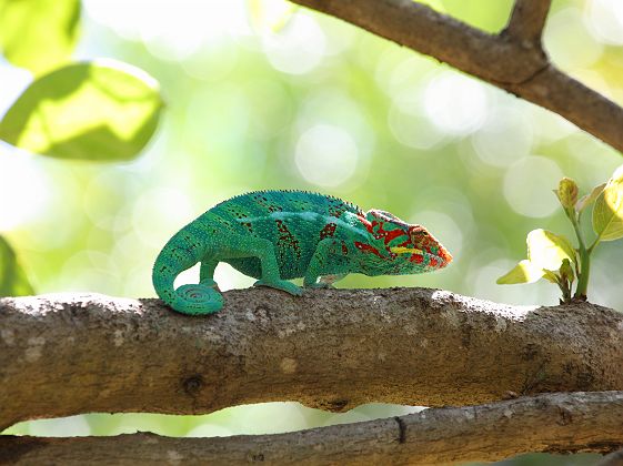 Caméléon panthère sur un arbre - Ile de la Réunion