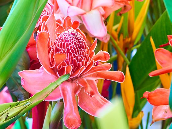 Rose de Porcelaine - Ile de la Réunion