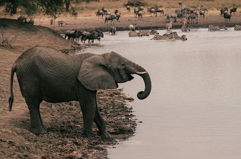 Éléphant qui s'abreuve dans le parc national de Tarangire