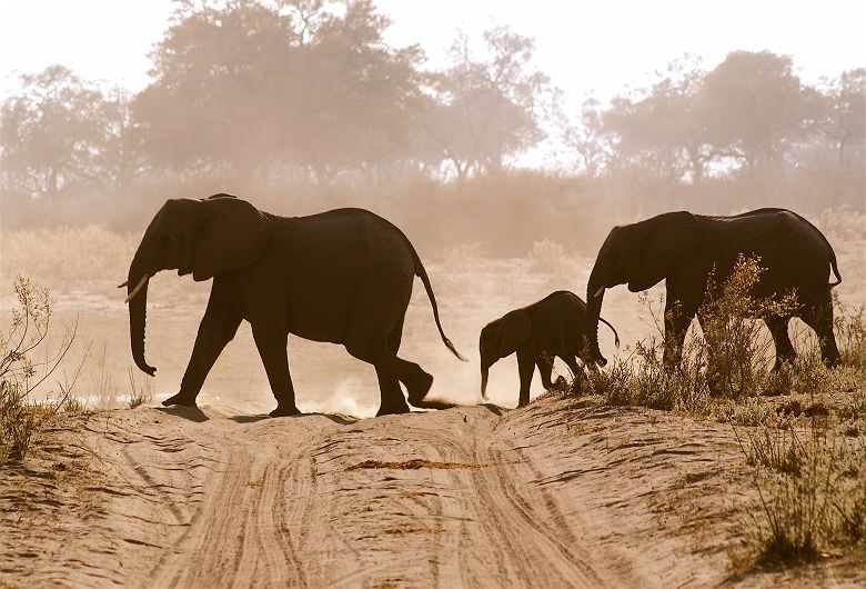 Famille d'éléphants - Tanzanie