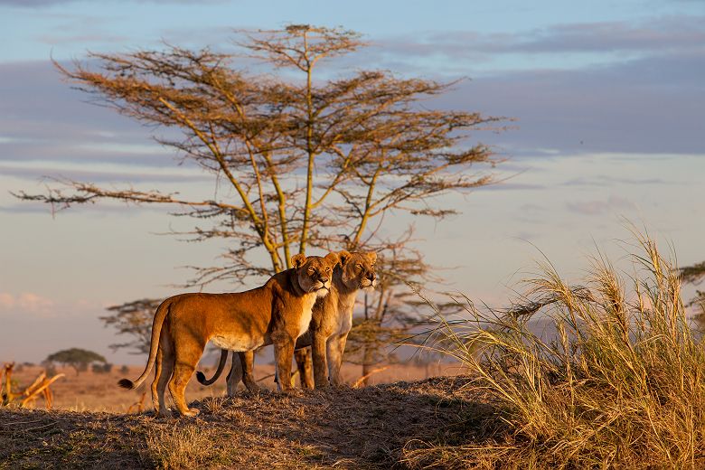 Lionnes au coucher du soleil dans le cratère du Ngorongoro