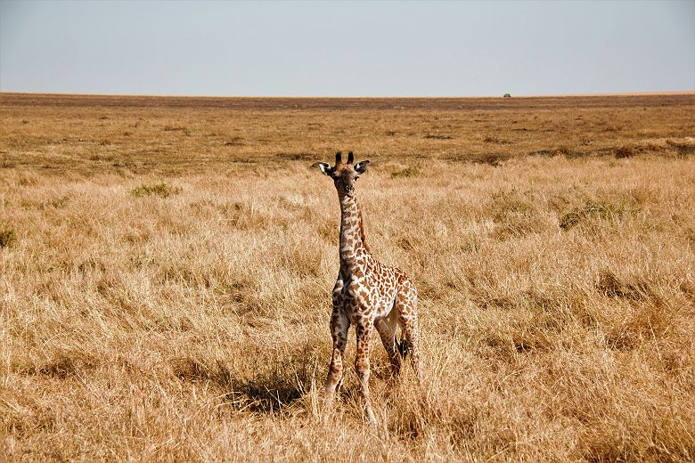 Girafon dans le parc national du Serengeti