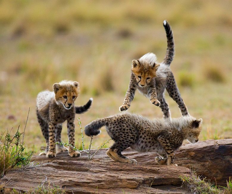 Petits guépards jouant ensembles dans la savane du Serengeti