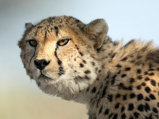 Guépard en Namibie