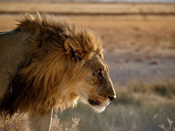 Lion dans le parc national d'Etosha