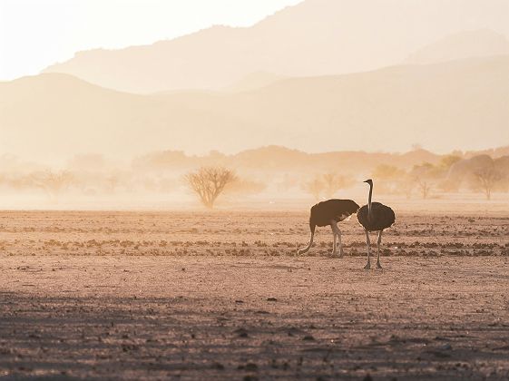 Paysages du Damaraland avec des autruches