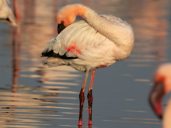 Flamant rose à Swakopmund