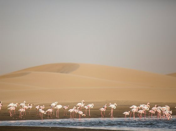 Excursion à Sandwich Harbour