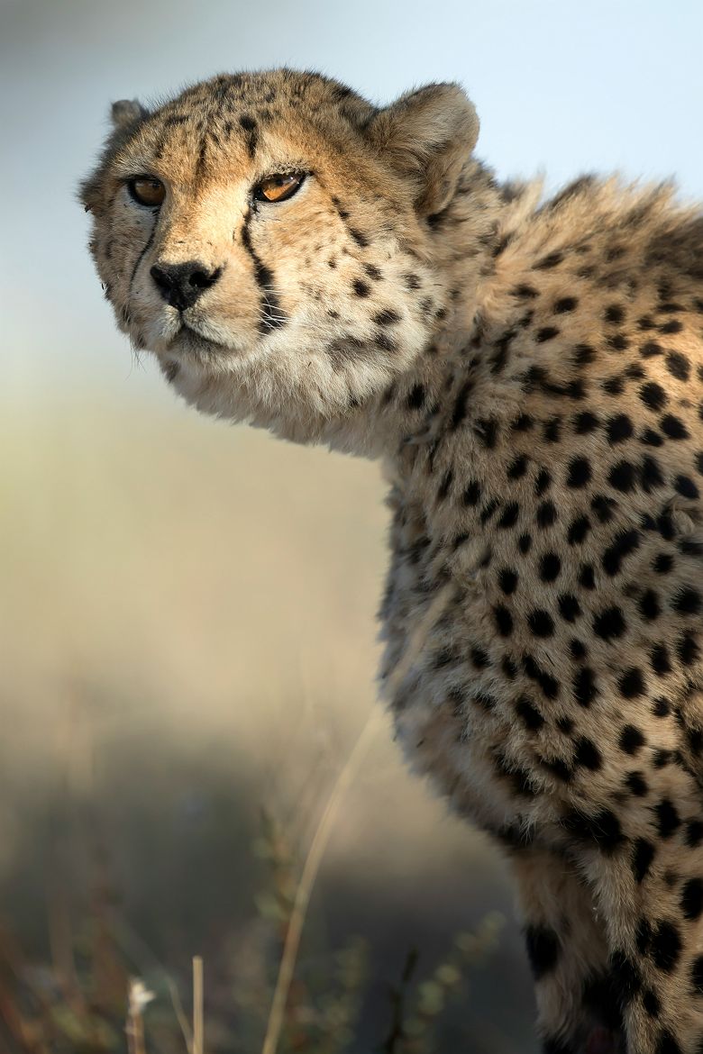 Guépard en Namibie