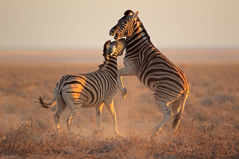 Zèbres dans le Parc National d'Etosha - Namibie