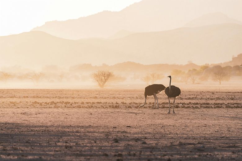 Paysages du Damaraland avec des autruches