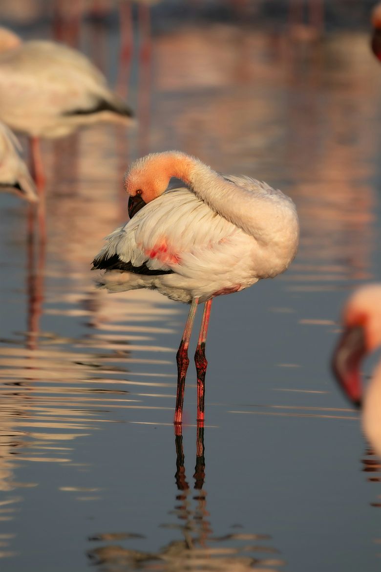 Flamant rose à Swakopmund