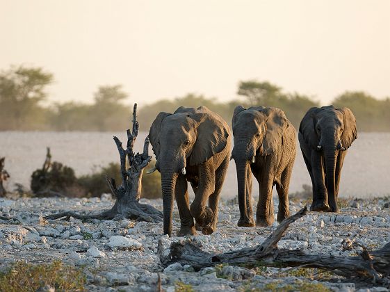 Éléphants du désert dans le Damaraland