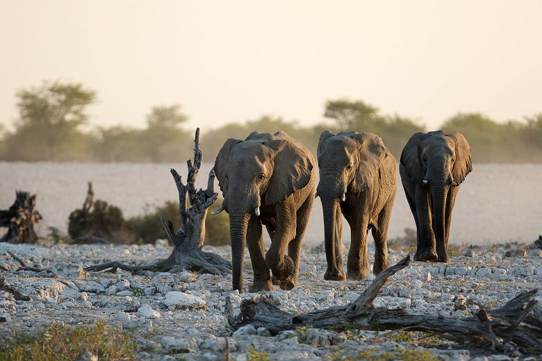 Éléphants du désert dans le Damaraland