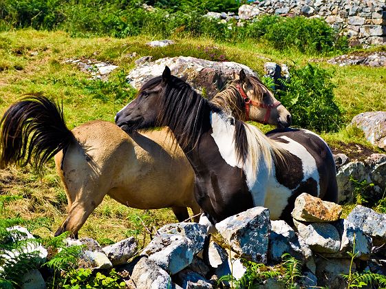 Chevaux - Irlande