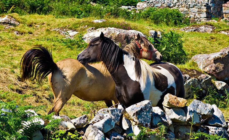 Chevaux - Irlande
