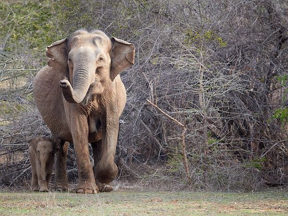 Sri Lanka - Portrait d'une famille d'éléphants au parc national de Yala