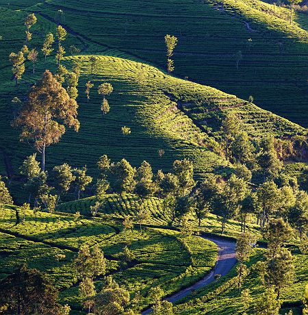 Plantation de thé - Haputale 