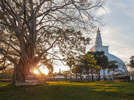 Sri Lanka - Vue sur la grande stupa Maha à Anuradhapura 