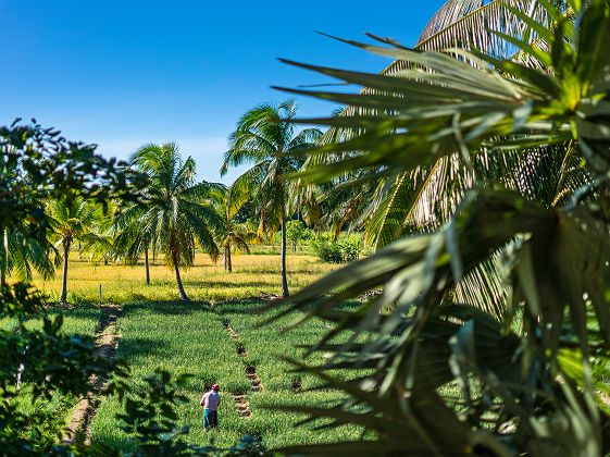 Paysages autour du Taru Vilas Maia - Habarana - Sri Lanka