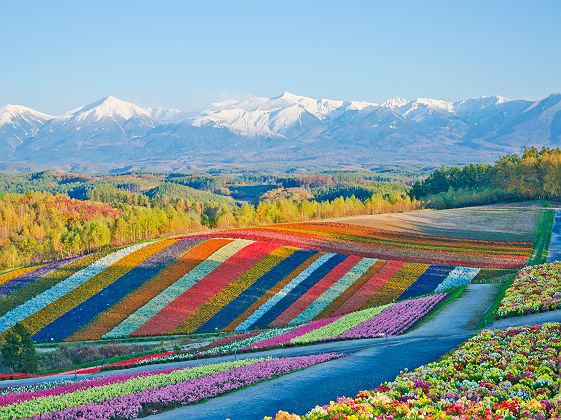 Colline fleurie de Shikisai no oka, Biei - Japon