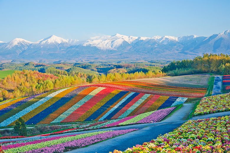 Colline fleurie de Shikisai no oka, Biei - Japon