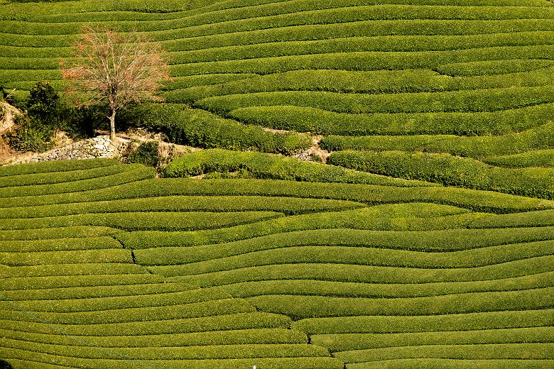Plantations de thé d'Uji, Wazuka