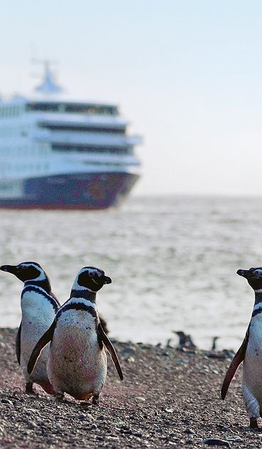 Croisière Australis - Cape Horn & Patagonie, Pingouins