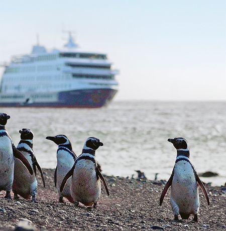 Croisière Australis - Cape Horn & Patagonie, Pingouins