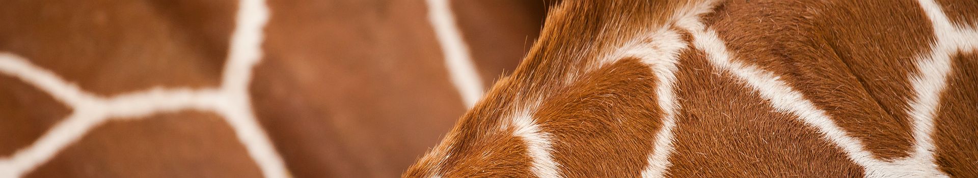 Texture girafe Afrique