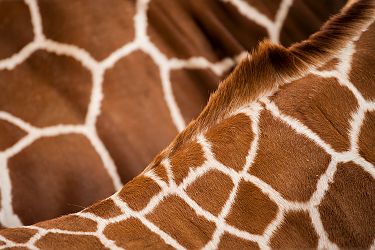 Texture girafe Afrique 