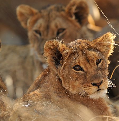 Lions au Kruger National Park - Afrique du Sud